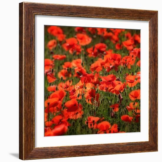 Poppies-Ruud Peters-Framed Photographic Print