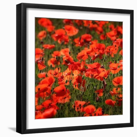 Poppies-Ruud Peters-Framed Photographic Print