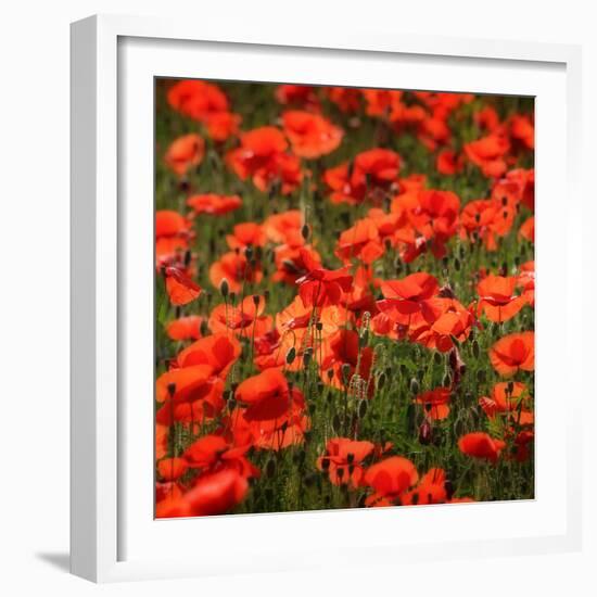 Poppies-Ruud Peters-Framed Photographic Print