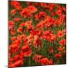 Poppies-Ruud Peters-Mounted Photographic Print
