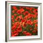 Poppies-Ruud Peters-Framed Photographic Print