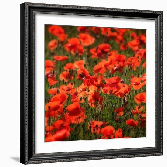 Poppies-Ruud Peters-Framed Photographic Print