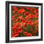 Poppies-Ruud Peters-Framed Photographic Print