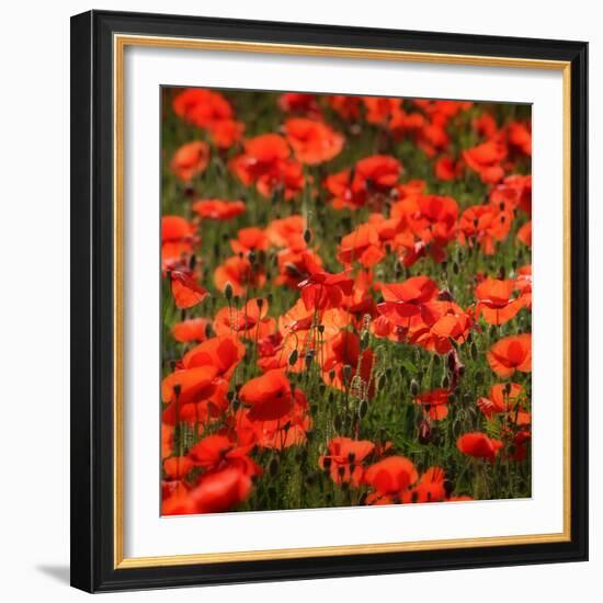 Poppies-Ruud Peters-Framed Photographic Print