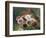 Poppies-Louis Marie Lemaire-Framed Photographic Print