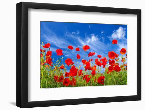 Poppies-Ale-ks-Framed Photographic Print