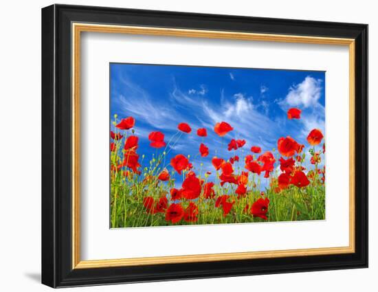 Poppies-Ale-ks-Framed Photographic Print