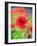 Poppies-null-Framed Photographic Print