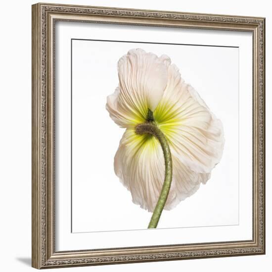 Poppy 05-Wiff Harmer-Framed Giclee Print