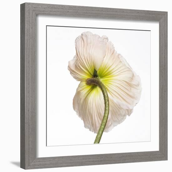 Poppy 05-Wiff Harmer-Framed Giclee Print