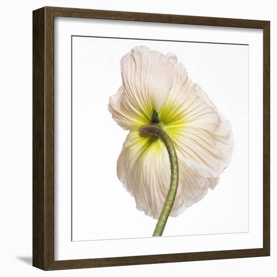 Poppy 05-Wiff Harmer-Framed Giclee Print