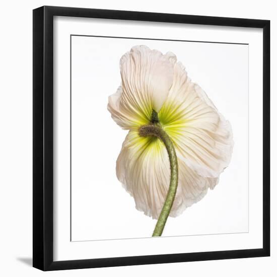 Poppy 05-Wiff Harmer-Framed Giclee Print