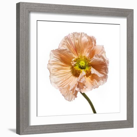 Poppy 16-Wiff Harmer-Framed Giclee Print