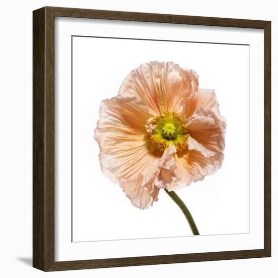 Poppy 16-Wiff Harmer-Framed Giclee Print