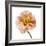 Poppy 16-Wiff Harmer-Framed Giclee Print