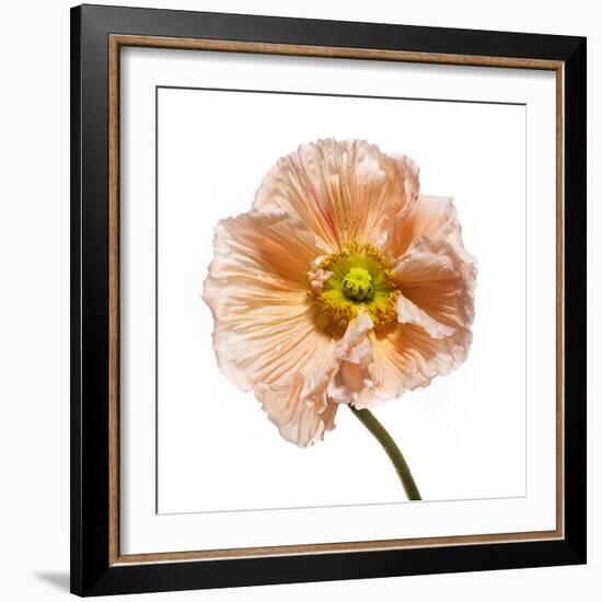 Poppy 16-Wiff Harmer-Framed Giclee Print
