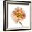 Poppy 16-Wiff Harmer-Framed Giclee Print