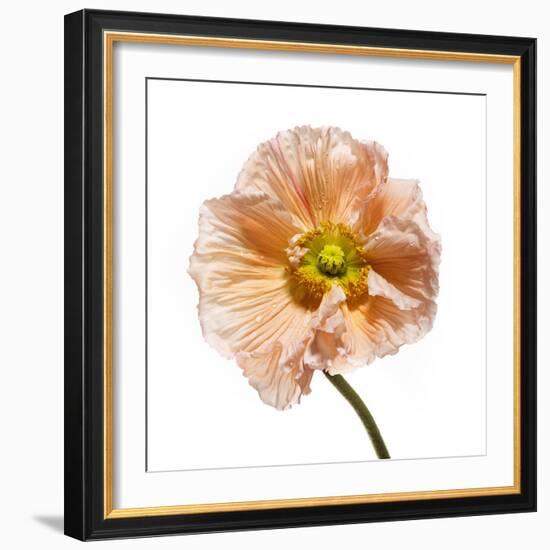 Poppy 16-Wiff Harmer-Framed Giclee Print