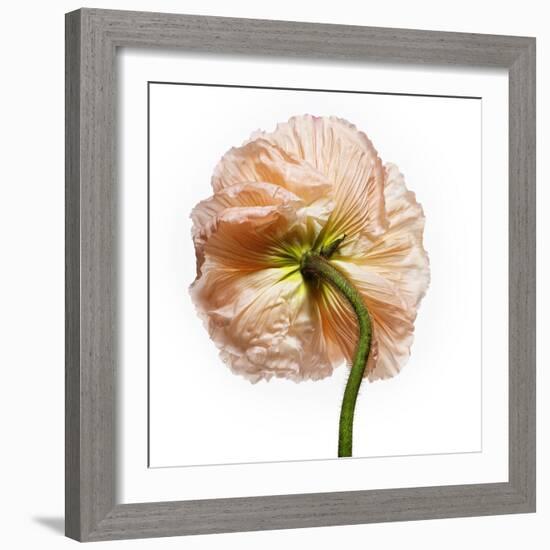 Poppy 17-Wiff Harmer-Framed Giclee Print