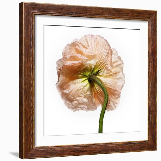 Poppy 17-Wiff Harmer-Framed Giclee Print