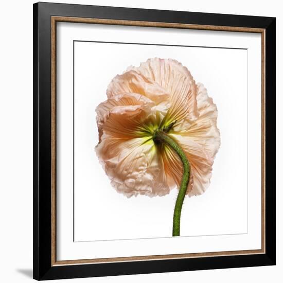 Poppy 17-Wiff Harmer-Framed Giclee Print