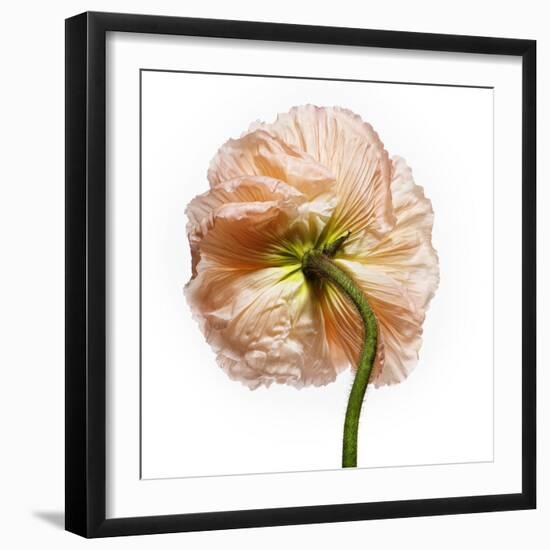 Poppy 17-Wiff Harmer-Framed Giclee Print