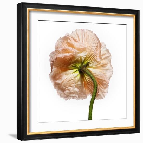 Poppy 17-Wiff Harmer-Framed Giclee Print