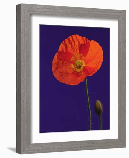 Poppy, 1996-Norman Hollands-Framed Photographic Print