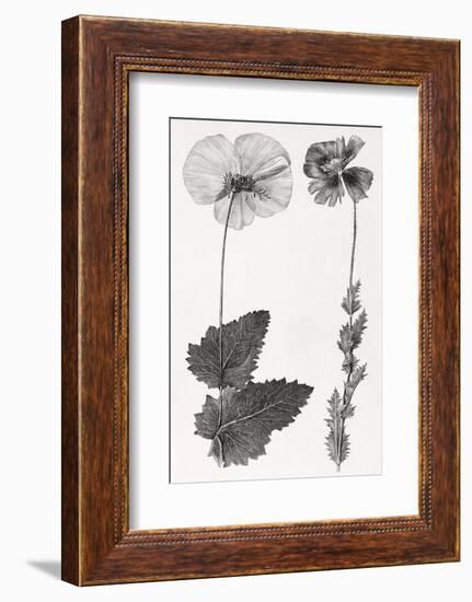 Poppy, 19th Century Artwork-Middle Temple Library-Framed Photographic Print
