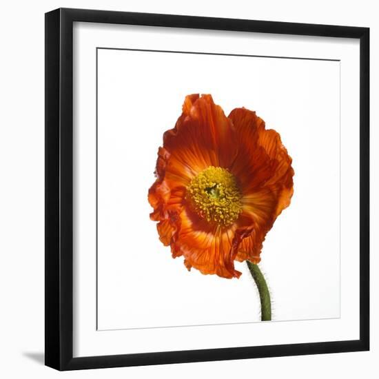 Poppy 20-Wiff Harmer-Framed Giclee Print
