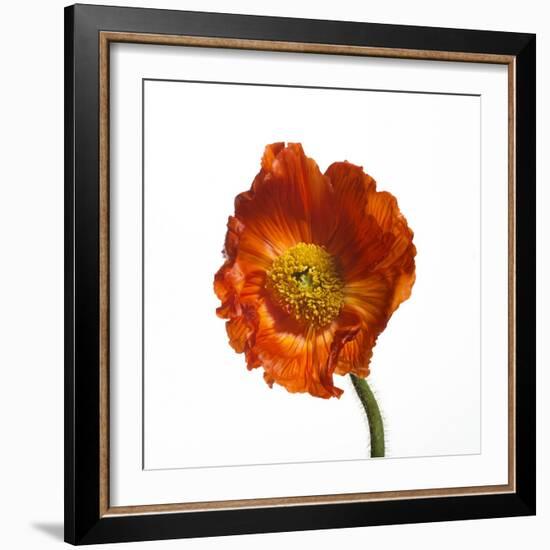 Poppy 20-Wiff Harmer-Framed Giclee Print