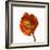 Poppy 20-Wiff Harmer-Framed Giclee Print