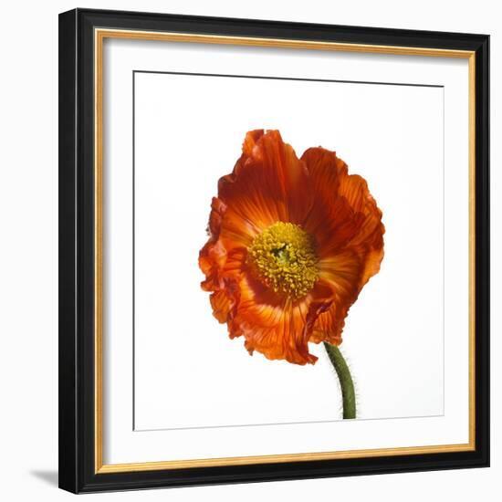 Poppy 20-Wiff Harmer-Framed Giclee Print