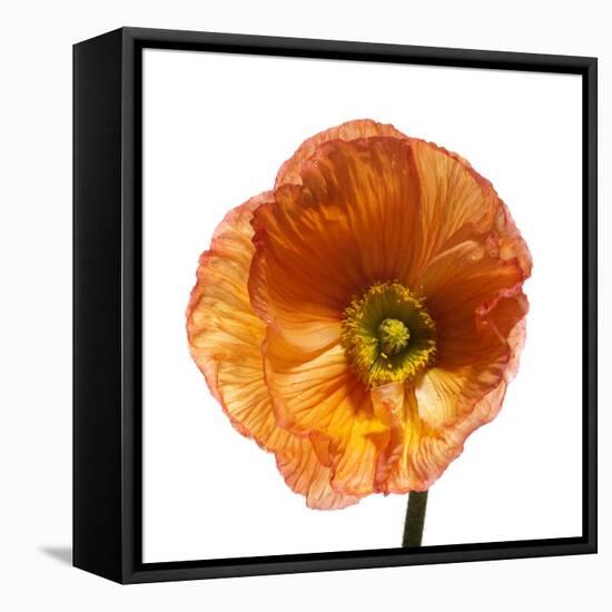 Poppy 23-Wiff Harmer-Framed Premier Image Canvas