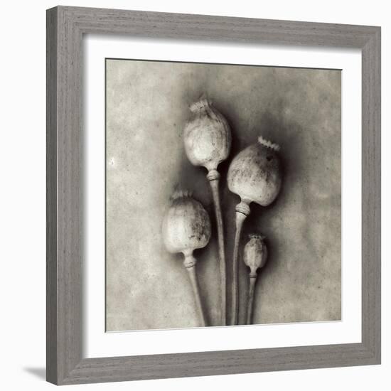 Poppy 2-Jamie Cook-Framed Giclee Print