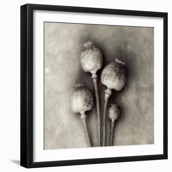 Poppy 2-Jamie Cook-Framed Giclee Print