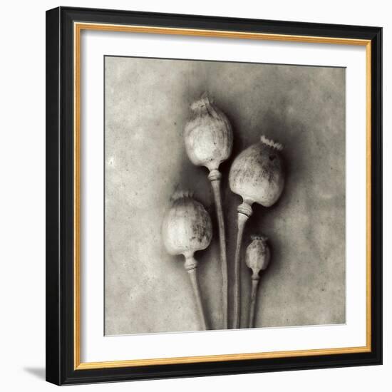 Poppy 2-Jamie Cook-Framed Giclee Print