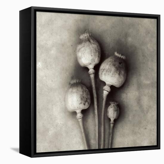 Poppy 2-Jamie Cook-Framed Premier Image Canvas