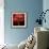 Poppy 9 - Red Icelandic Poppy-Doris Mitsch-Framed Photographic Print displayed on a wall