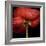 Poppy 9 - Red Icelandic Poppy-Doris Mitsch-Framed Photographic Print