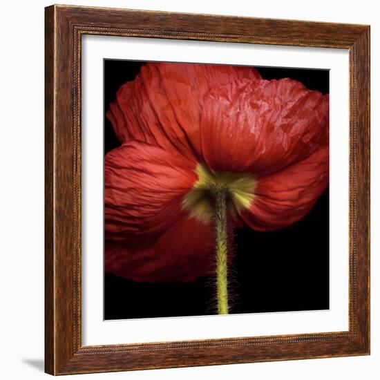 Poppy 9 - Red Icelandic Poppy-Doris Mitsch-Framed Photographic Print