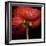 Poppy 9 - Red Icelandic Poppy-Doris Mitsch-Framed Photographic Print