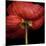 Poppy 9 - Red Icelandic Poppy-Doris Mitsch-Mounted Photographic Print