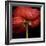 Poppy 9 - Red Icelandic Poppy-Doris Mitsch-Framed Photographic Print