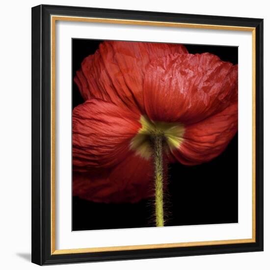 Poppy 9 - Red Icelandic Poppy-Doris Mitsch-Framed Photographic Print