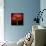 Poppy 9 - Red Icelandic Poppy-Doris Mitsch-Framed Premier Image Canvas displayed on a wall