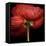 Poppy 9 - Red Icelandic Poppy-Doris Mitsch-Framed Premier Image Canvas