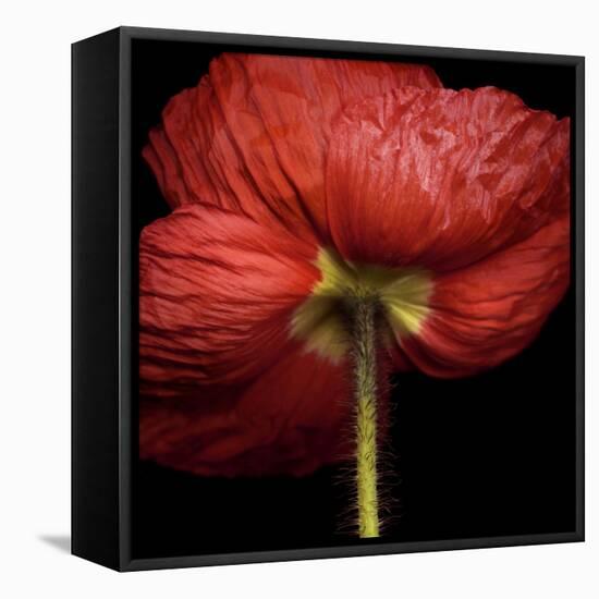 Poppy 9 - Red Icelandic Poppy-Doris Mitsch-Framed Premier Image Canvas