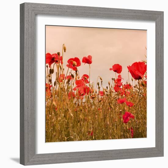 Poppy Acre-Joseph Eta-Framed Giclee Print