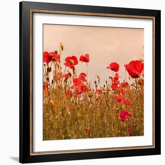 Poppy Acre-Joseph Eta-Framed Giclee Print